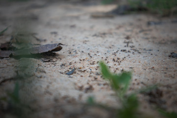 lizard on rock