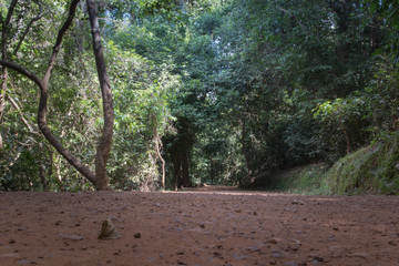 road in forest