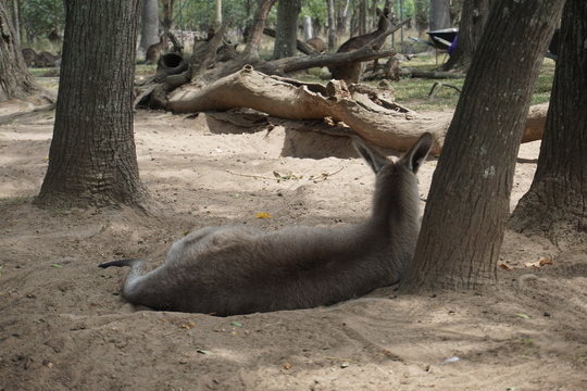 Kangaroo resting in a sanctuary