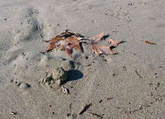 surreale immagine di foglie di platano a terra nella sabbia sulla spiaggia in inverno