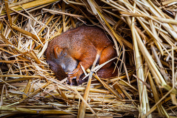 Baby squrell slepping in a nest made of straw