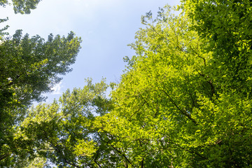 View of forest in springtime 