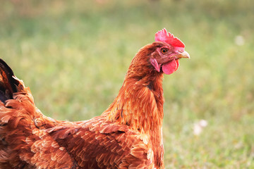 Brown chicken closeup in the garden on blurred background_