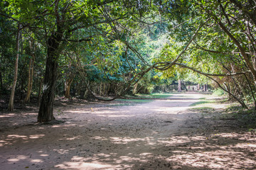 road in forest
