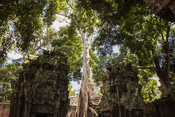 ta prohm temple in cambodia
