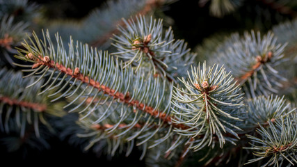 Naklejka na ściany i meble Spruce branch with lush needles close up_