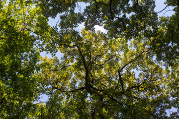 View of forest in springtime 