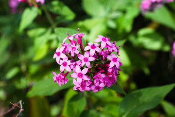 Fototapeta premium Flor colorida