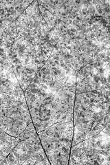 View of forest in springtime 