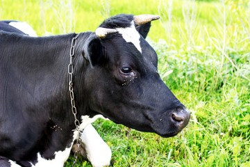 Obraz na płótnie Canvas Cow close up on a pasture. Flies on a cow_