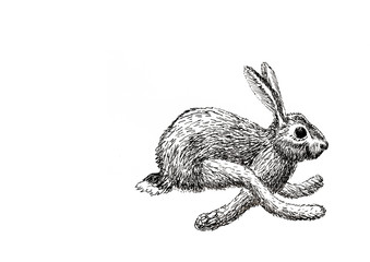 Hasen, hase, feldhase, Lepus europaeus, Häschen, rabbit, bunny, osterhase, meister lampe, hopelhase, kaninchen, tier, isoliert, säugetier, feldhase, weiß, hübsch,  © Uwe