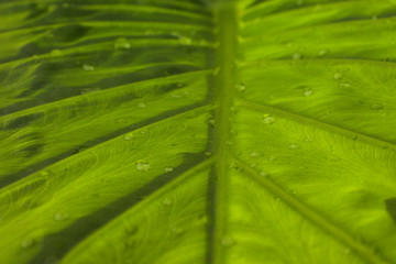 Gran hoja
