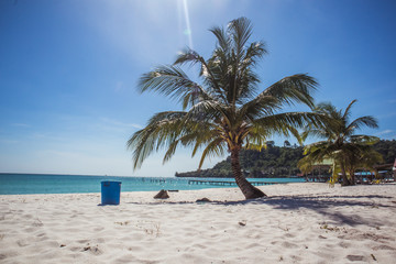 Obraz premium palm tree on the beach