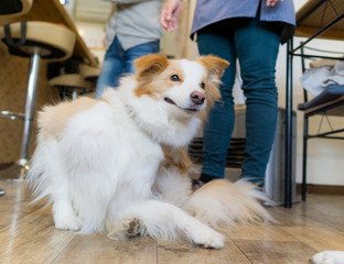 ボーダーコリー bordercollie 犬 dog