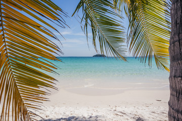 palm trees on the beach