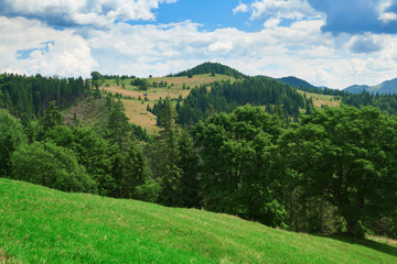 beautiful big trees and summer landscape, high spruces on hills, blue cloudy sky and wildflowers - travel destination scenic, carpathian mountains