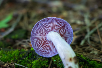 Close-up of purple mushroom gills (Cortinarius iodes)