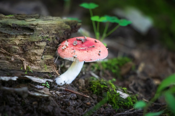 Pink russula mushroom growing in the forest