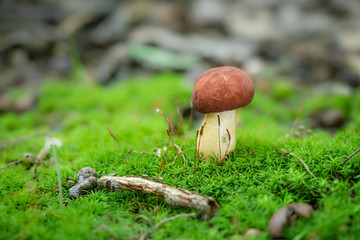 Bolete mushroom growing in moss