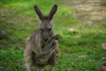Licking kangaroo