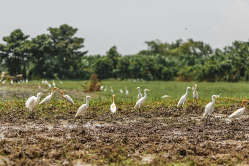 A herd of white herons on a freshly plowed field in search of worms, beetles and earth frogs