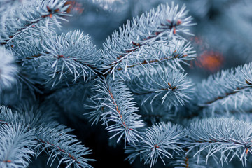 Selective focus on the branches of silver spruce. Natural pattern. 