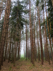 Mossy path in a forest