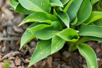 Green hosta leaves in the flowerbed