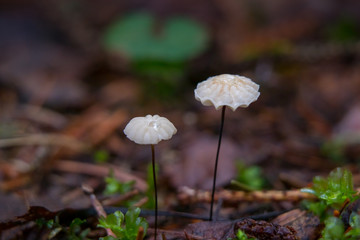 Pinwheel mushrooms (Marasmius rotula) growing in the forest