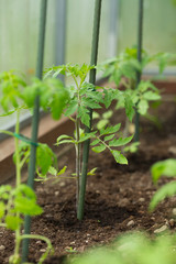 Tomato plants in a greenhouse. Seedling, sprout