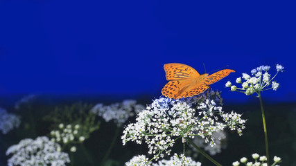 Butterfly mother of pearl on a white flower..