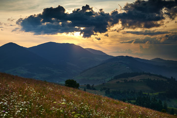 Sunset in carpathian mountains - beautiful summer landscape, spruces on hills, dark cloudy sky and bright sun light, meadow and wildflowers