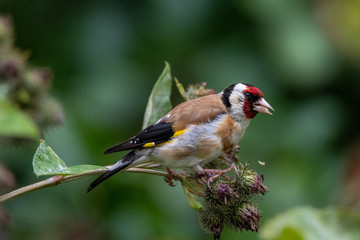 European goldfinch 