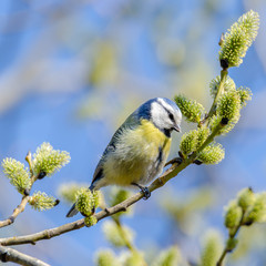 blue tit on a branch with catkins