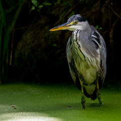 Grey heron standing upright in green water