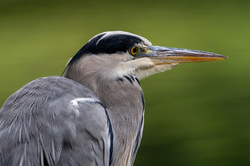 Grey heron 