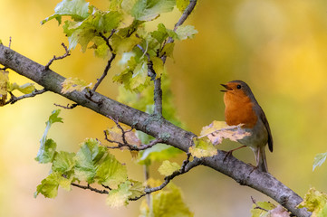 European robin singing, sitting on branch