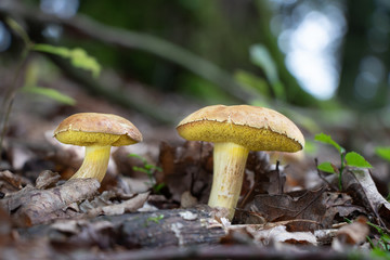 Suede bolete mushrooms (Xerocomus subtomentosus) growing in leaf litter