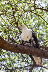 young African Fish Eagle, Haliaeetus vocifer, sitting on branch Chamo lake, Ethiopia Africa wildlife