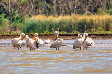 flock of birds Great White Pelicans, Pelecanus onocrotalus, on Chamo Lake, Arba minch, Ethiopia, Africa wildlife