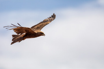 bird of prey Black kite flying against sky, Milvus migrans, Ethiopia safari wildlife