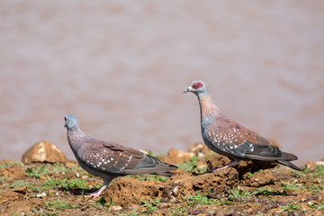 bird the speckled pigeon - Columba guinea, or rock pigeon, Bahir Dar, Ethiopia, Africa wildlife