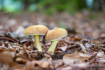 Suede bolete mushrooms (Xerocomus subtomentosus) growing in leaf litter