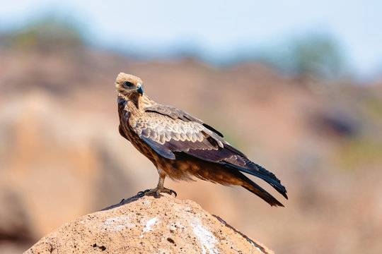 bird of prey Black kite sittings on rock, Milvus migrans, Ethiopia safari wildlife