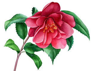 blooming Camellia twigs, camellia flower on an isolated white background, watercolor illustration, hand drawing, botanical painting - obrazy, fototapety, plakaty