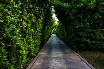 Fototapeta na wymiar Green lane with the hedge in the summer