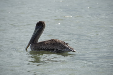 Pelicans in Rio Lagartos nature reserve