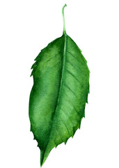 green leaf on an isolated white background, watercolor illustration, hand drawing, botanical painting, nature