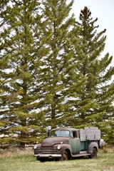 A vintage farm truck sits under a fir tree