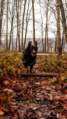 Hund im Wald am Spielen 